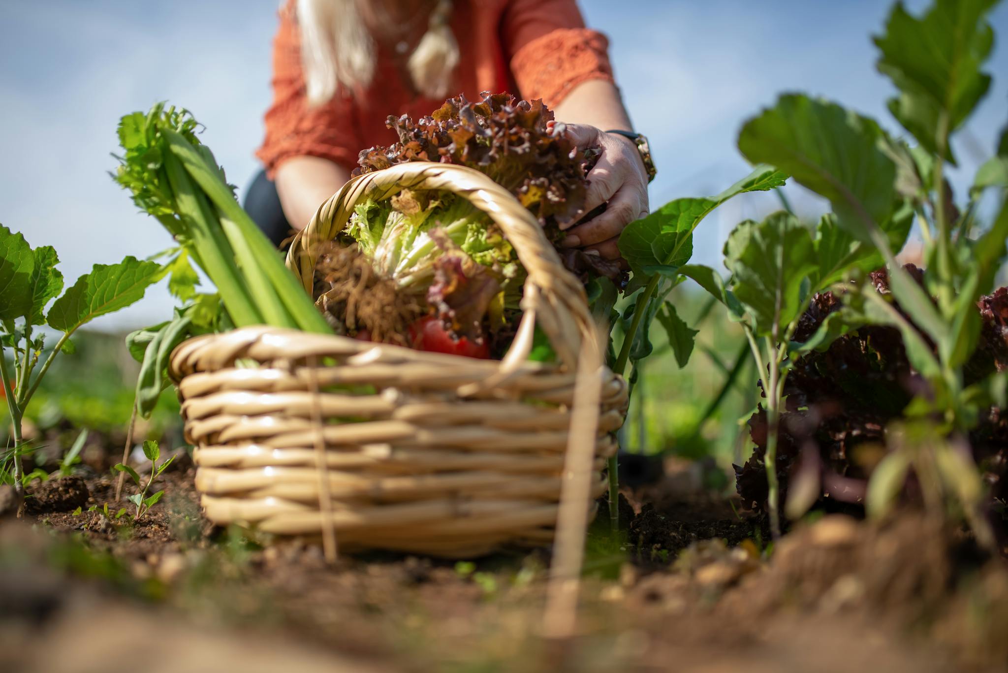 A person harvesting fresh vegetables like lettuce and celery in a lush garden basket.