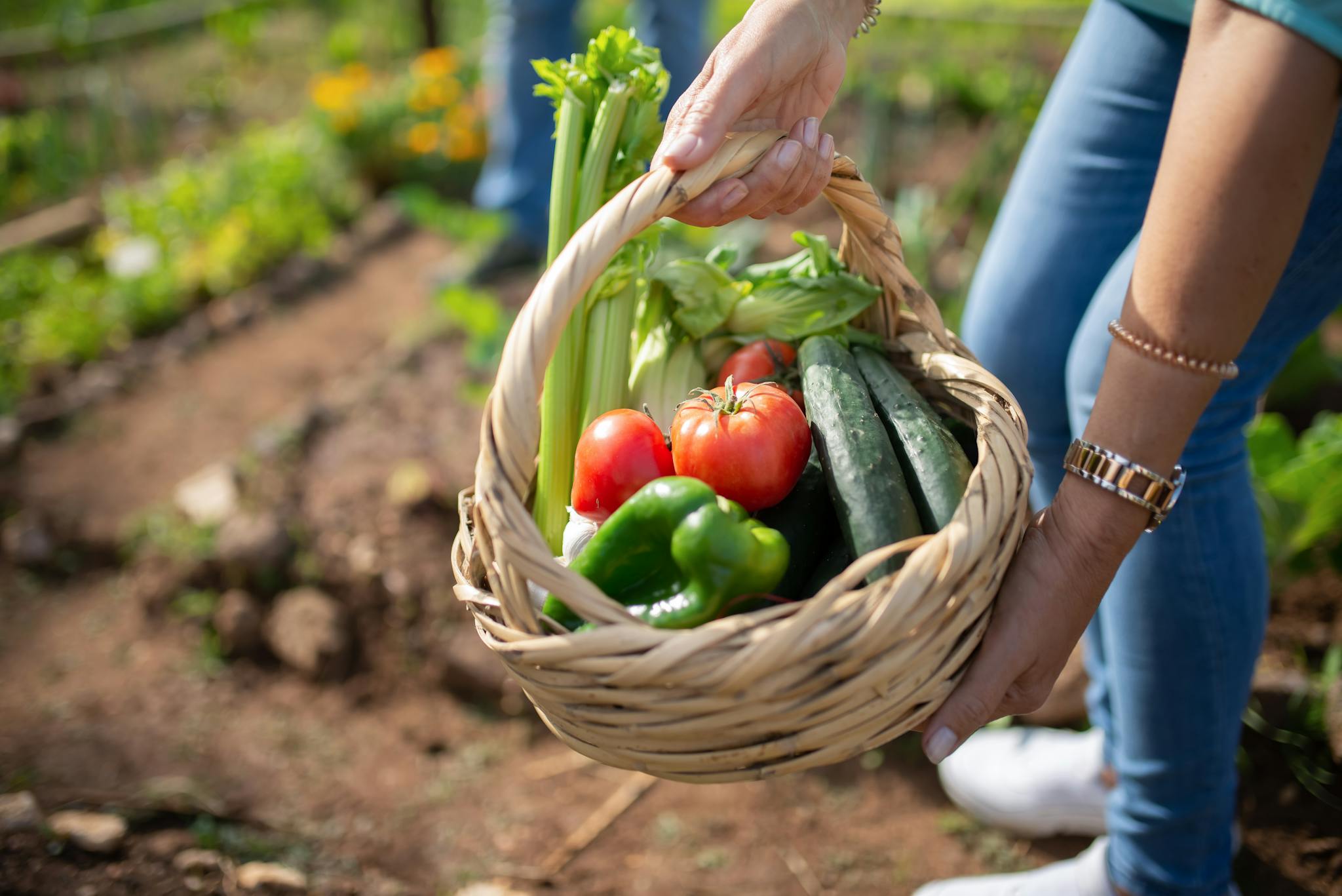 A person holding a basket of freshly picked vegetables in a sunny garden.