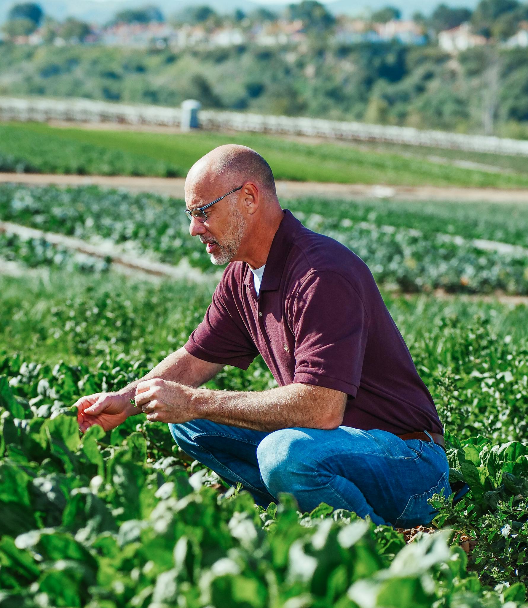An adult man checking fresh greens in an outdoor field, highlighting farming techniques and agricultural practices.