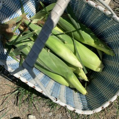 Top view of freshly picked green corn in a basket on a sunny day.
