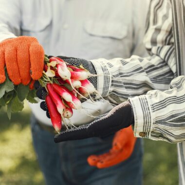 Two farmers harvesting fresh radishes, showcasing teamwork and organic farming outdoors.