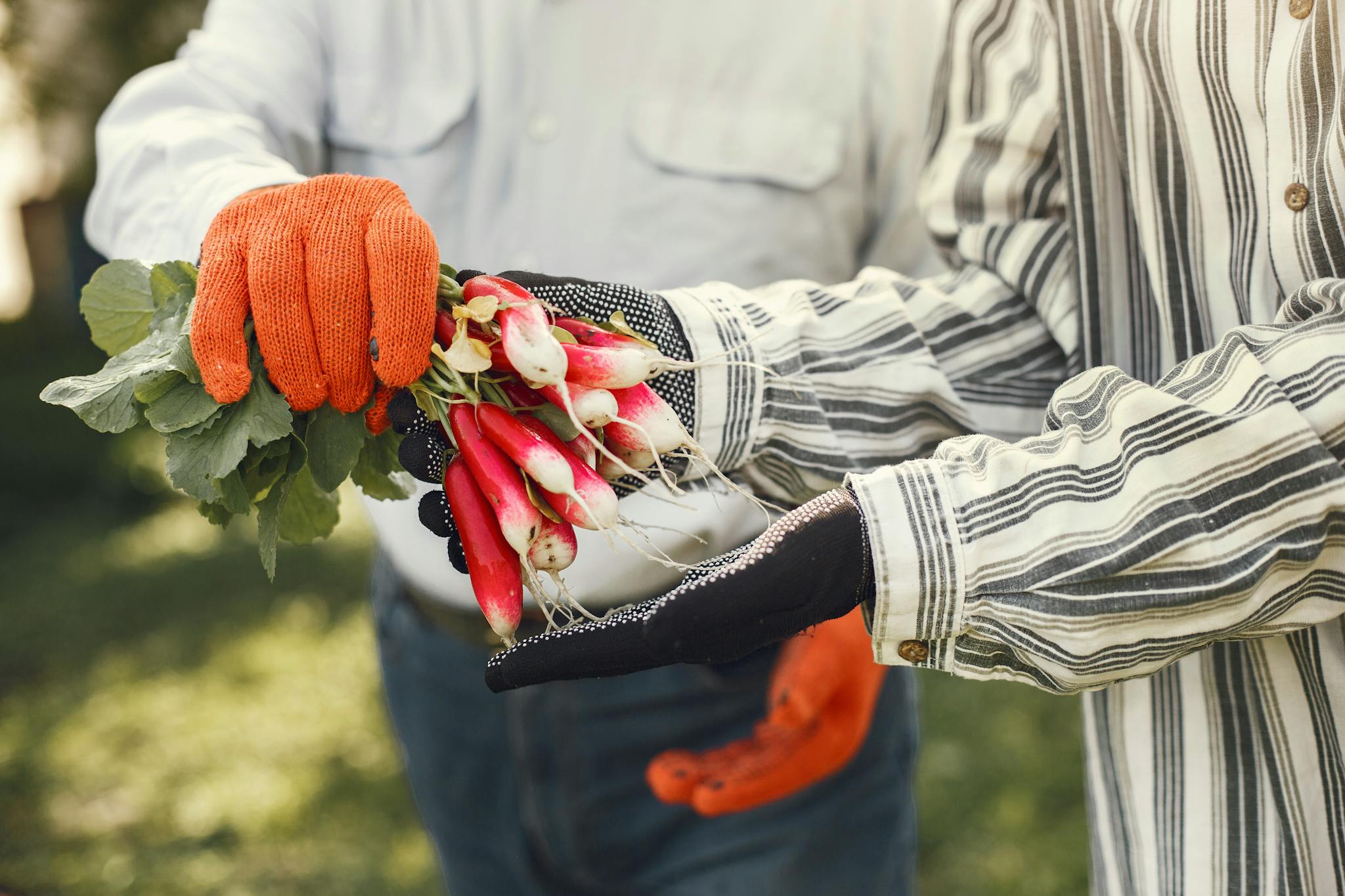 Two farmers harvesting fresh radishes, showcasing teamwork and organic farming outdoors.
